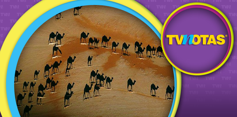 Ilusión óptica de camellos w.