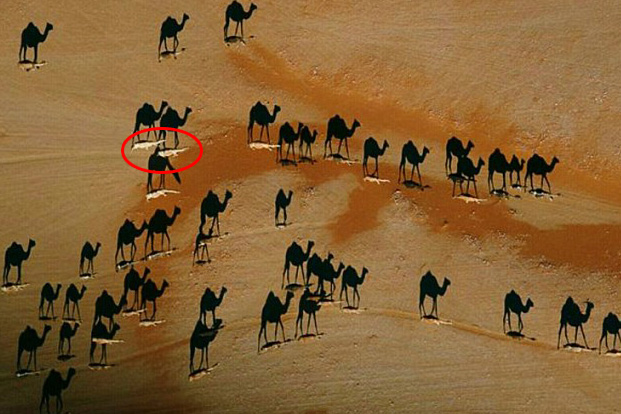 Ilusión óptica de camellos w.