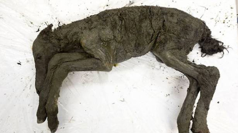 Hallan restos intactos de una cría de caballo de hace 40 mil años
