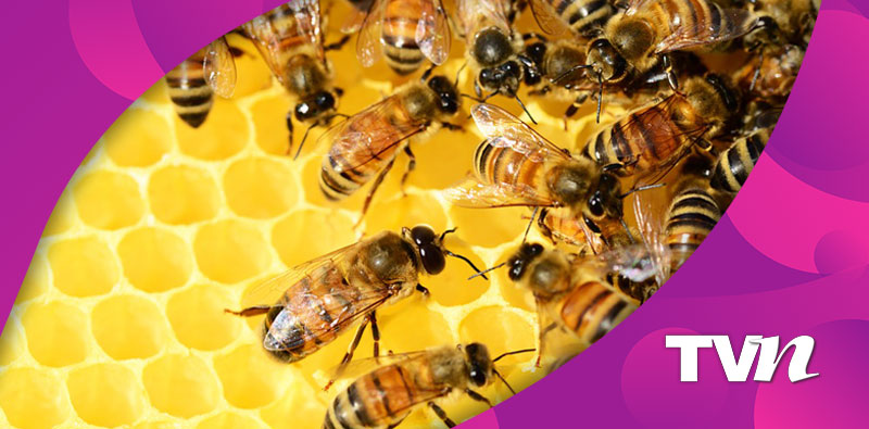 Es hora de dejar de ver a las abejas como insectos peligrosos