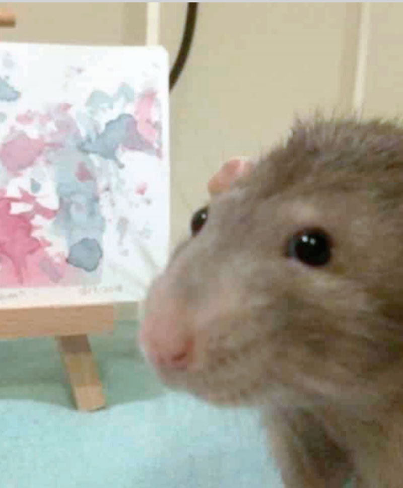 La dueña del roedor le pintó sus patitas 