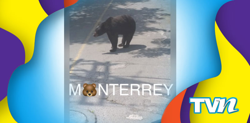 Autoridades monitorean a los osos.