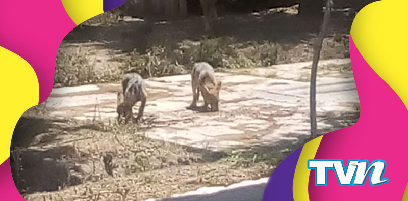 Lobos zoológico San Juan de Aragón