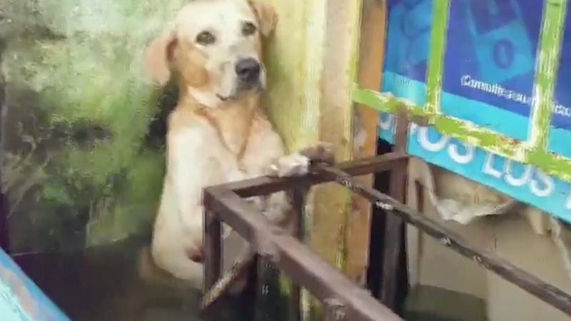 Perro es rescatado en inundación