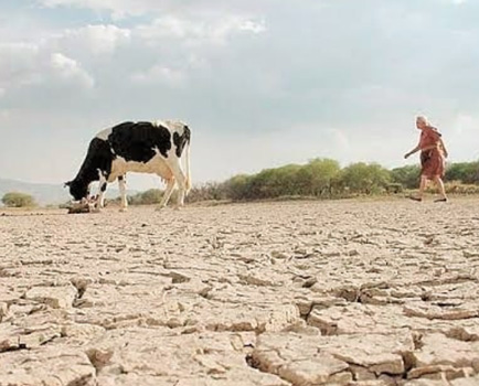 Sin agua desaparecen las áreas de cultivo y los animales mueren