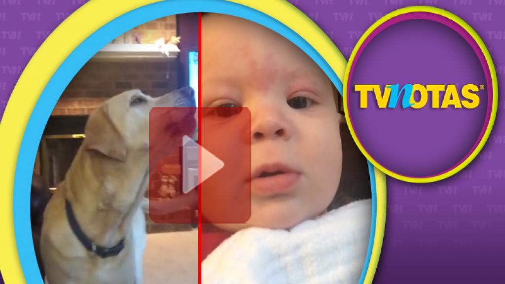La pelea entre dos perros labradores contra un bebé se ha vuelto viral.
