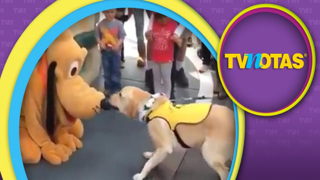 Perro guía conoce a Pluto en Disney y no puede contener su emoción.