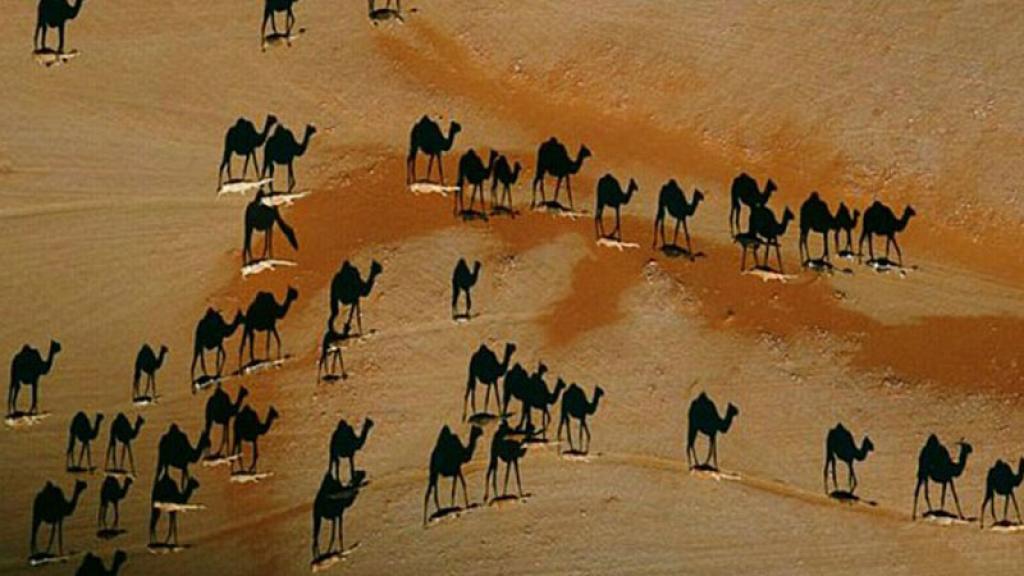 Ilusión óptica de camellos n.