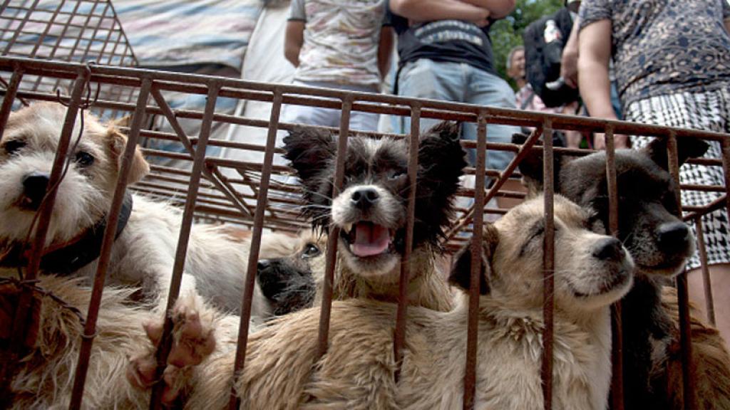 Prohiben la venta de carne de perro en polémica festival chino 