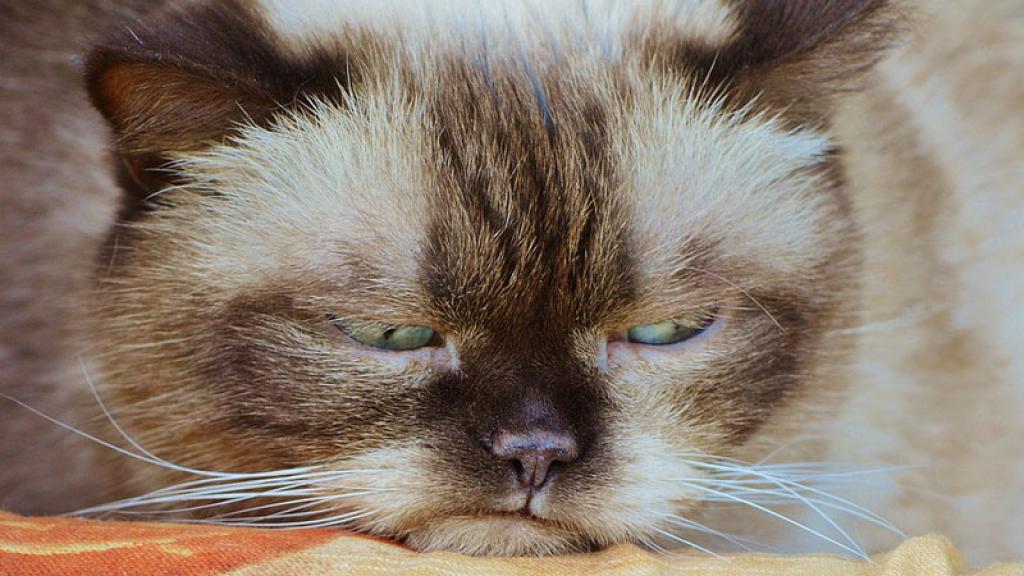 Las redes sociales se visten de luto por la muerte de Grumpy Cat