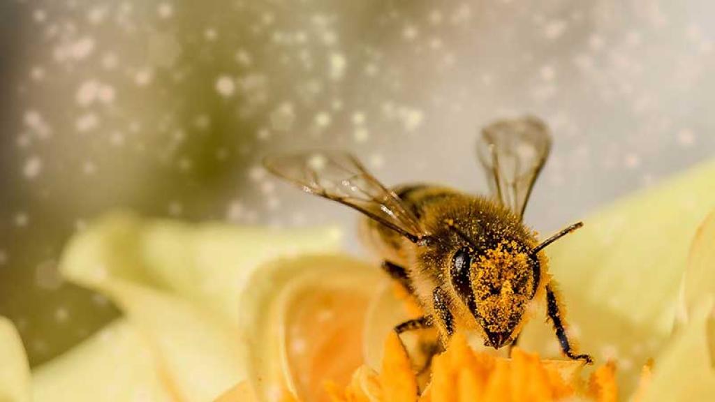 Las abejas son importantes en el mantenimiento de la biodiversidad de los ecosistemas.