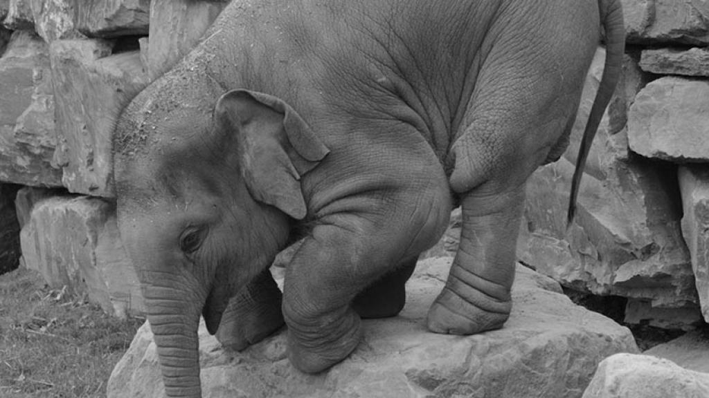 Muere Dumbo, bebé elefante que era explotado en zoológico de Tailandia