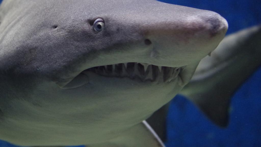 Descubren una nueva especie de tiburón en México 
