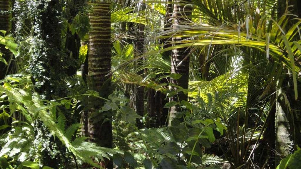 Pablo Yglesias quiere conservar los bosques tropicales amazónicos