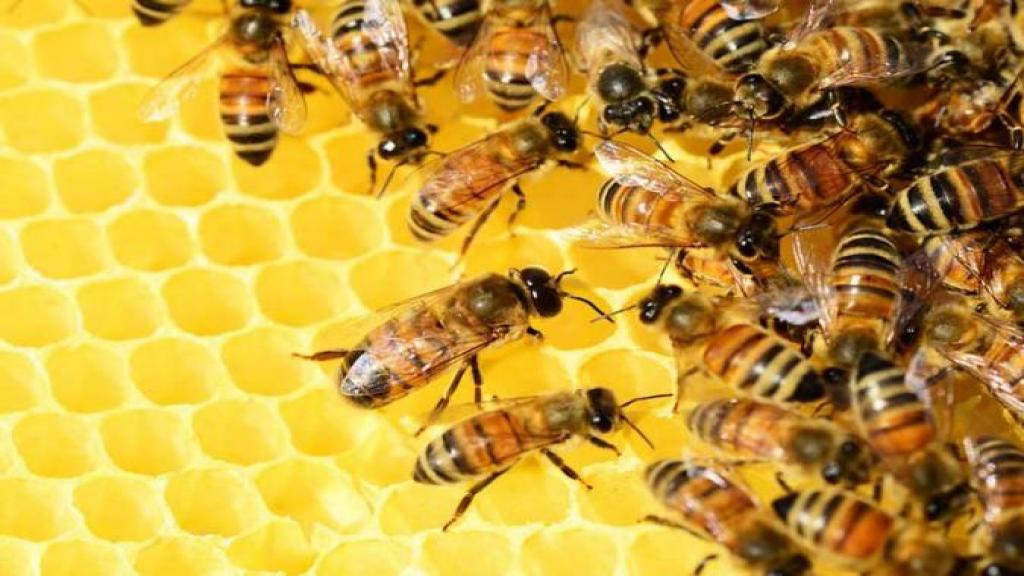 Las abejas son oficialmente el animal más importante de la tierra