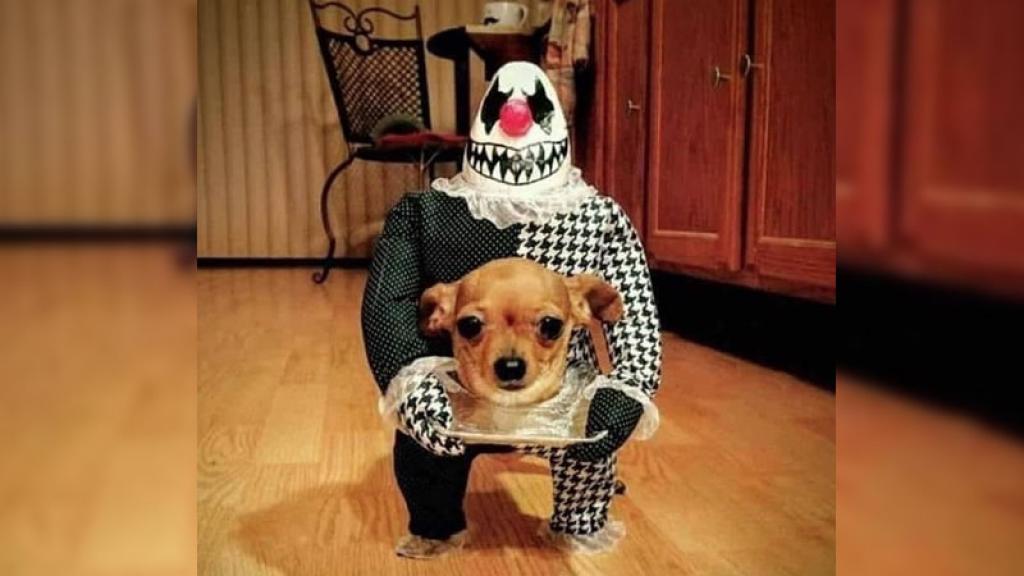 Estos disfraces de Halloween para perritos, te van a derretir el corazón, ¡tienes que verlos!.
