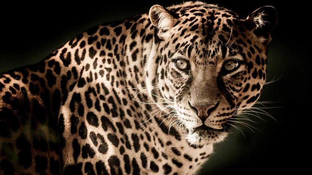 Surge nuevo reto viral, ¡encuentra al leopardo en la foto!