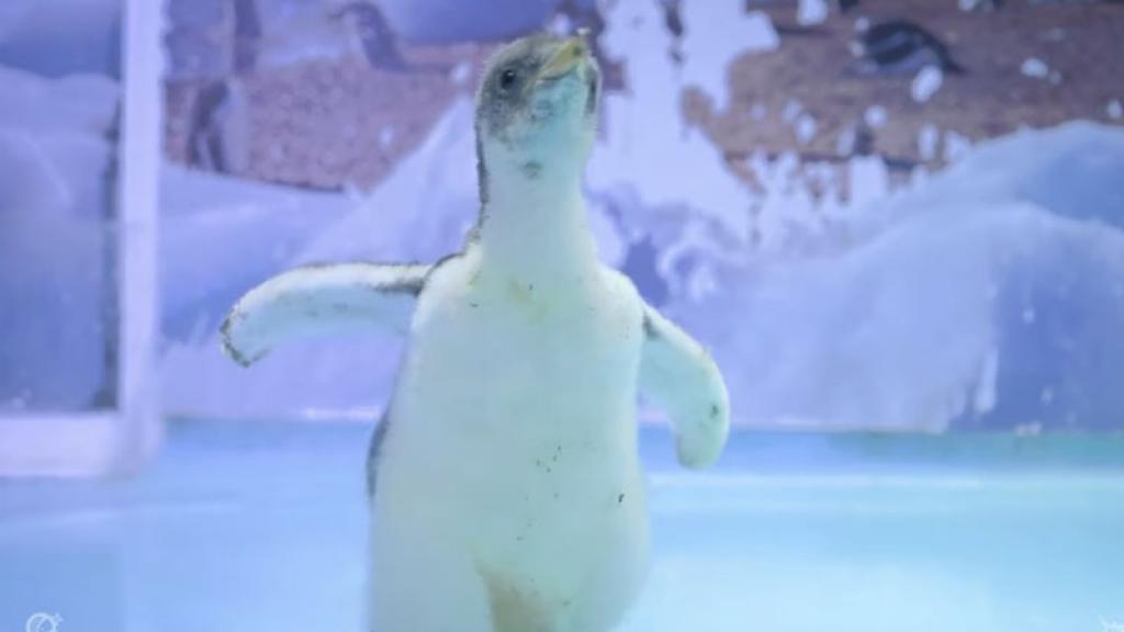 pinguino acuario chilango 