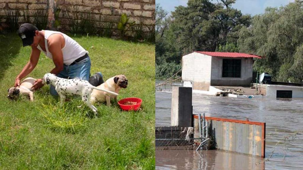 Unos perros son rescatados de las inundaciones 