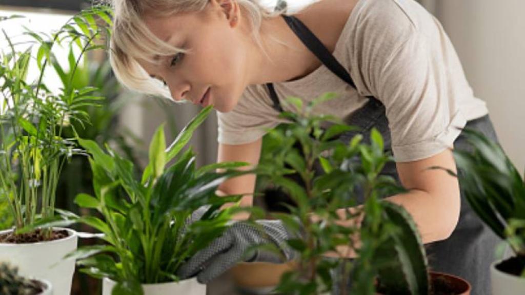 5 Razones por las cuales tus plantas se secan 